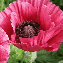 Мак восточный Marlene