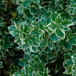 Бересклет Форчуна Эмералд Гайети Бересклет Форчуна Эмералд Гайети