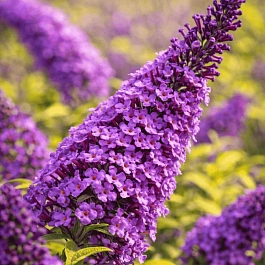 Буддлея давида  MOONSHINE