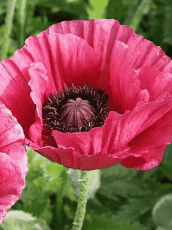 Мак восточный Marlene