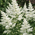 Астильба Арендса Astary White