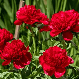 Пион Christmas Velvet