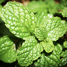 Мята Помо Петит НАБОР 2ШТ