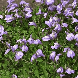 Мазус ползучий