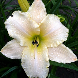 Лилейник гибридный Арктик Сноу