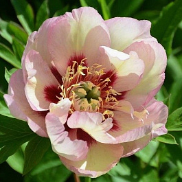 Пион ИТО Пастель Сплендор