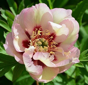 Пион ИТО Пастель Сплендор