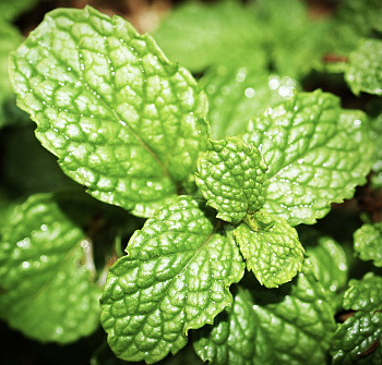 Мята Помо Петит НАБОР 2ШТ