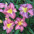 Лилейник гибридный Чикаго Джевел