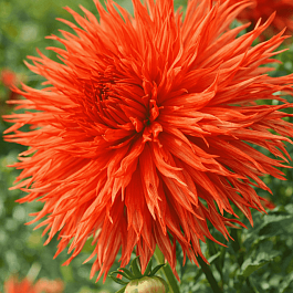 Георгина Mel's Orange Marmalade