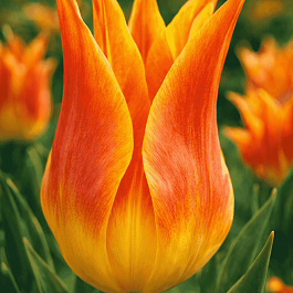 Тюльпан Ballade Orange