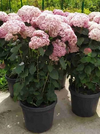 Гортензия древовидная Sweet Annabelle