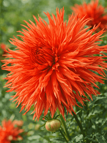 Георгина Mel's Orange Marmalade