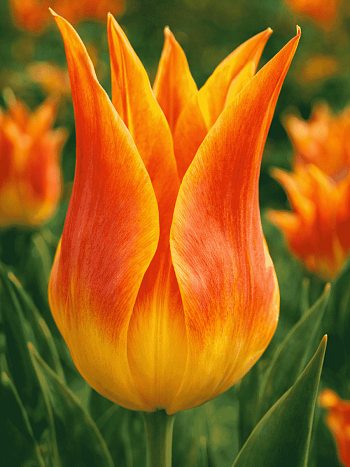 Тюльпан Ballade Orange