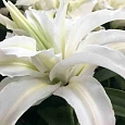 Лилия Polar Star (Lotus Pure)
