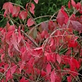 Бересклет крылатый Chicago Fire