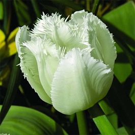 Тюльпан бахромчатый Сигначер