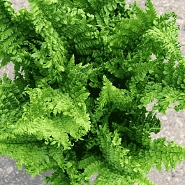 Щитовник мужской Crispa