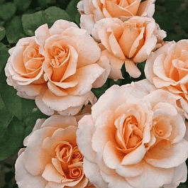 Роза Кустовая Happy Days