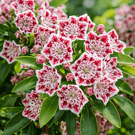 Кальмия широколистная Windmill