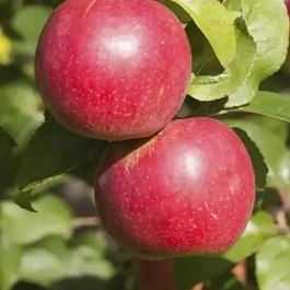 Яблоня Коваленковское