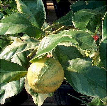 Цитрус Лимон Вариегата