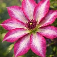 Клематис Picotee