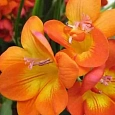 Фрезия Double Orange
