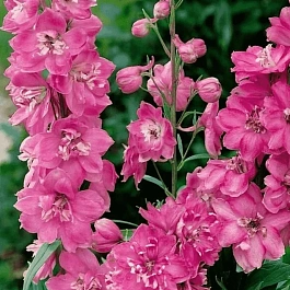 Дельфиниум  культурный Pacific Giant Astolat