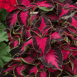 Колеус гибридный Chocolate covered cherry