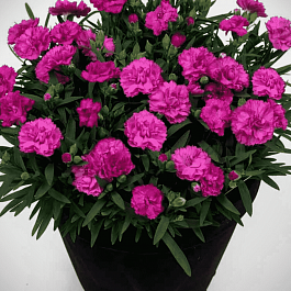 Гвоздика садовая BFF Purple