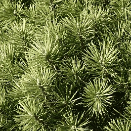 Сосна горная Kobold
