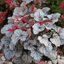 Гейхера Silver scrolls