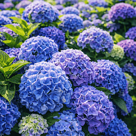 Гортензия крупнолистная Bouquet Rose