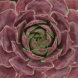 Молодило гибридное Lipari