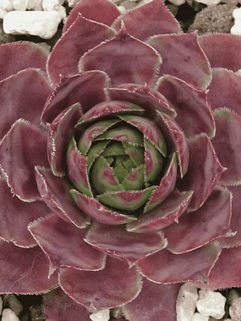 Молодило гибридное Lipari