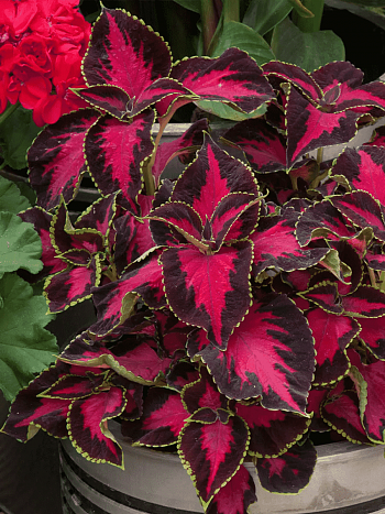 Колеус гибридный Chocolate covered cherry