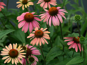 Эхинацея пурпурная Саммер Коктейл