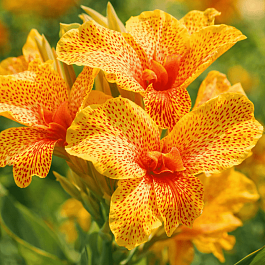 Канна зеленолистная Picasso