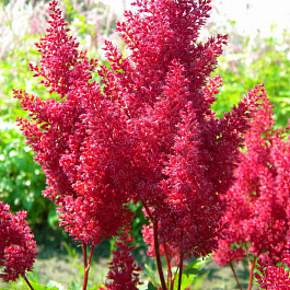 Астильба китайская Скайскрейпер