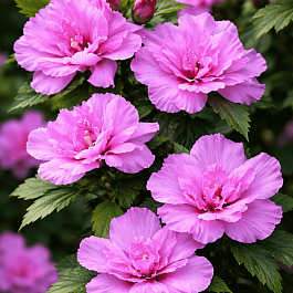 Гибискус Сирийский Ardens