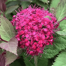 Спирея японская Double Play Doozie