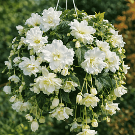 Бегония Illumination White