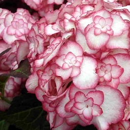 Гортензия крупнолистная You And Me Miss Saori