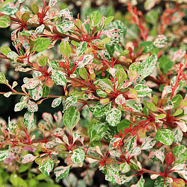 Барбарис Тунберга Наташа