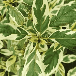 Дерен Отпрысковый White Gold