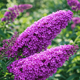 Буддлея давида Border Beauty