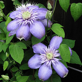 Клематис крупноцветковый Блю Лайт