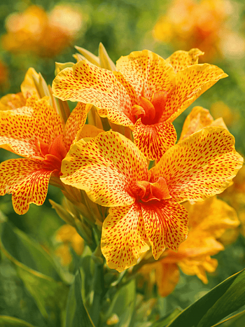 Канна зеленолистная Picasso