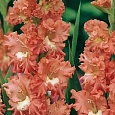 Гладиолус Frizzled Coral Lace